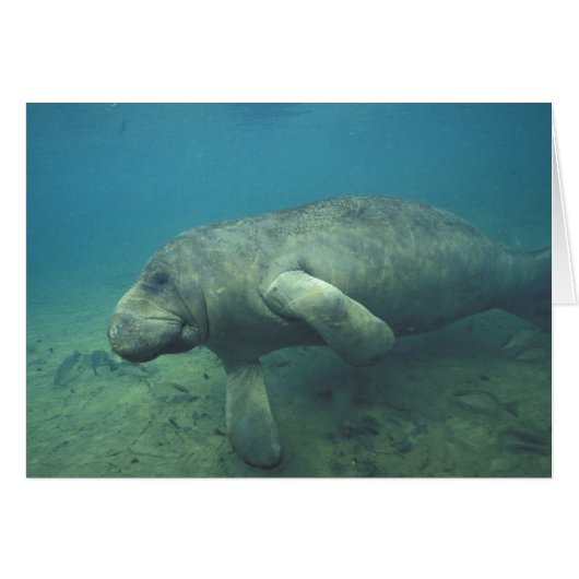 USA, FL, Manatee Cards (Front Horizontal)