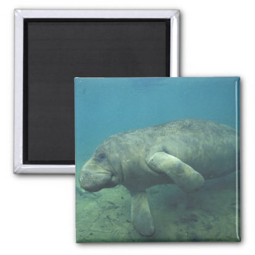 USA FL Manatee Magnet