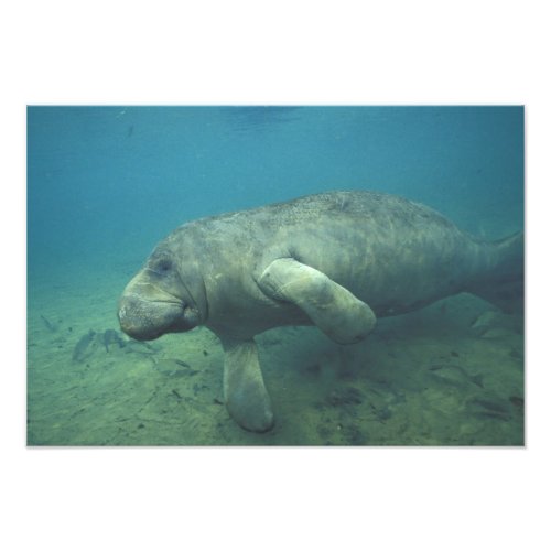 USA FL Manatee Photo Print