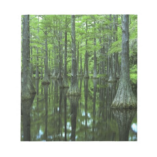 USA Florida Apalachicola National Forest Bald Notepad