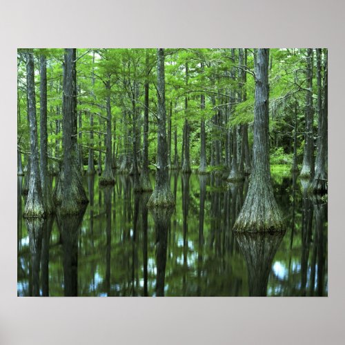 USA Florida Apalachicola National Forest Bald Poster
