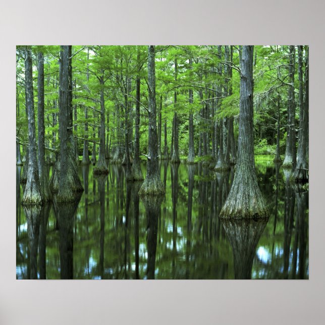 USA, Florida, Apalachicola National Forest, Bald Poster (Front)