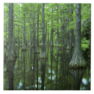 USA, Florida, Apalachicola National Forest, Bald Tile