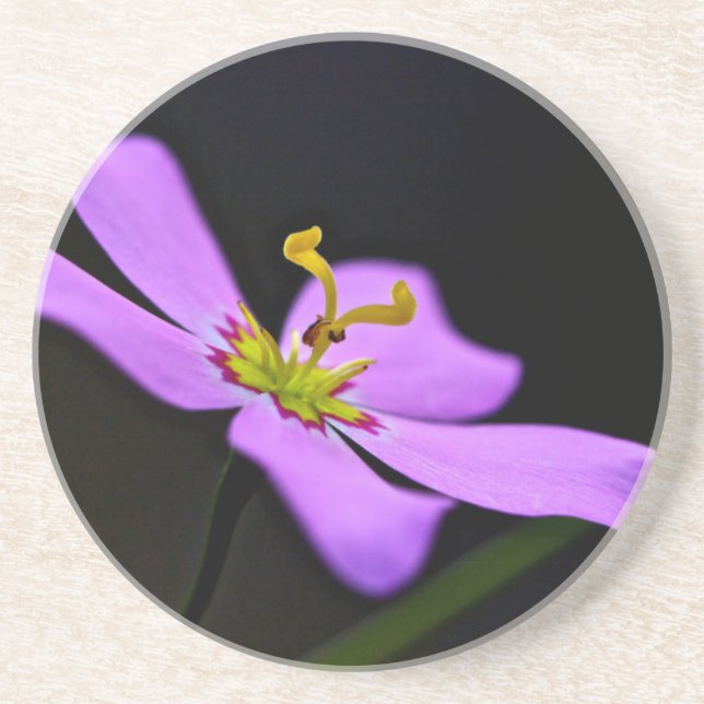 USA, Florida, Big Cypress National Preserve Drink Coaster (Front)