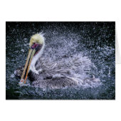 USA, Florida. Brown Pelican (Front Horizontal)