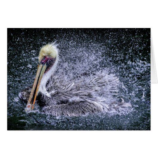 USA, Florida. Brown Pelican Cards (Front Horizontal)