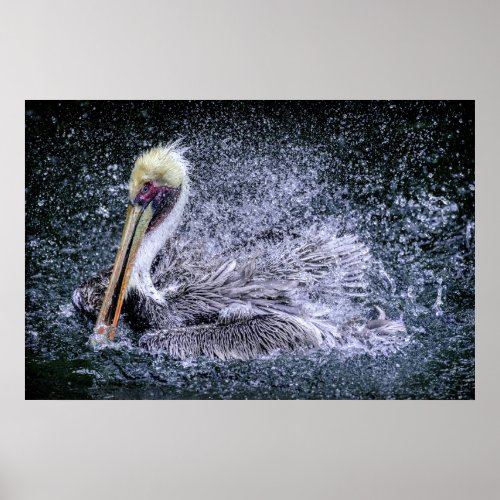 USA Florida Brown Pelican Poster
