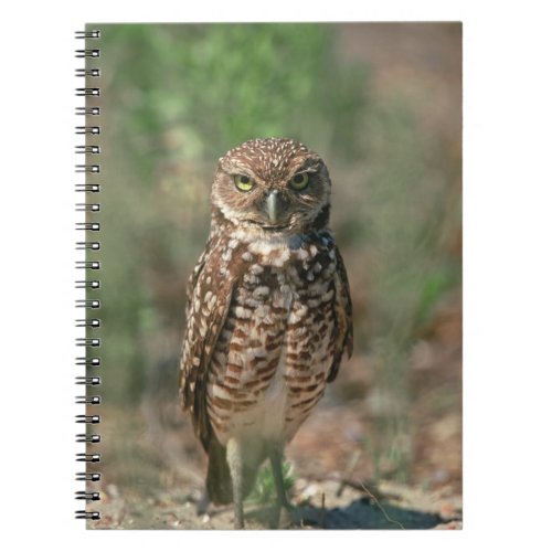 USA Florida Burrowing Owl 2 Notebook