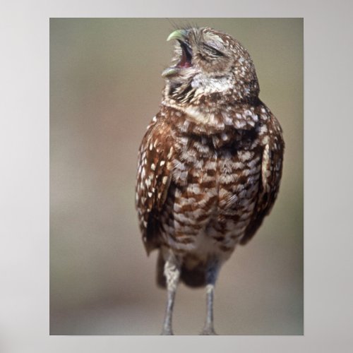 USA Florida Burrowing Owl Poster