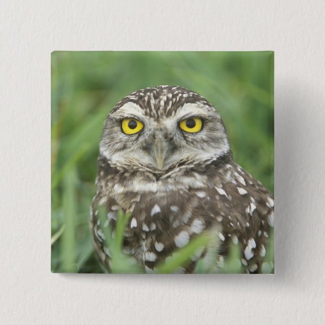 USA, Florida, Cape Coral, Burrowing Owl (Athene Button (Front)