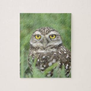 USA, Florida, Cape Coral, Burrowing Owl (Athene Jigsaw Puzzle
