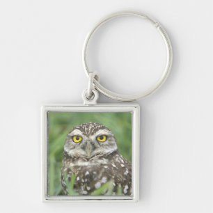 USA, Florida, Cape Coral, Burrowing Owl (Athene Keychain