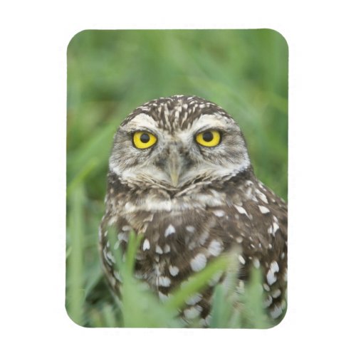 USA Florida Cape Coral Burrowing Owl Athene Magnet