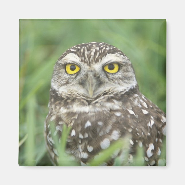 USA, Florida, Cape Coral, Burrowing Owl (Athene Magnet (Front)
