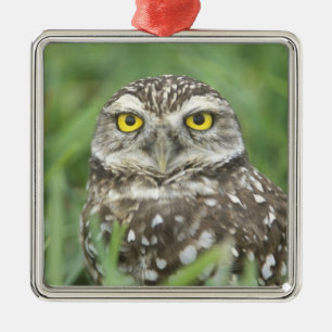 USA, Florida, Cape Coral, Burrowing Owl (Athene Metal Ornament
