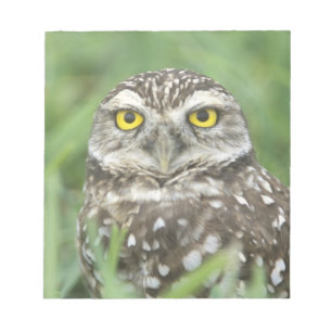 USA, Florida, Cape Coral, Burrowing Owl (Athene Notepad