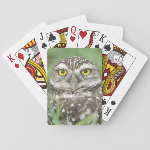 USA Florida Cape Coral Burrowing Owl Athene Poker Cards