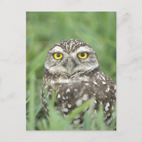 USA Florida Cape Coral Burrowing Owl Athene Postcard