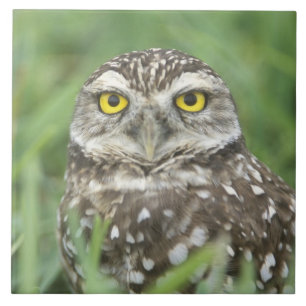 USA, Florida, Cape Coral, Burrowing Owl (Athene Tile