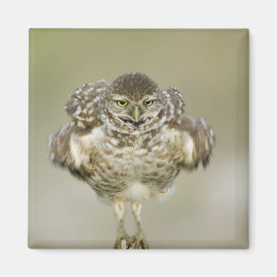 USA, Florida, Cape Coral, Close-up of burrowing Magnet