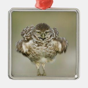 USA, Florida, Cape Coral, Close-up of burrowing Metal Ornament