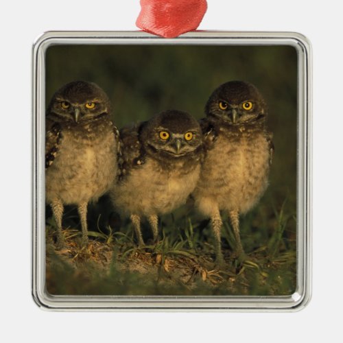 USA Florida Cape Coral Three Burrowing Owls Metal Ornament