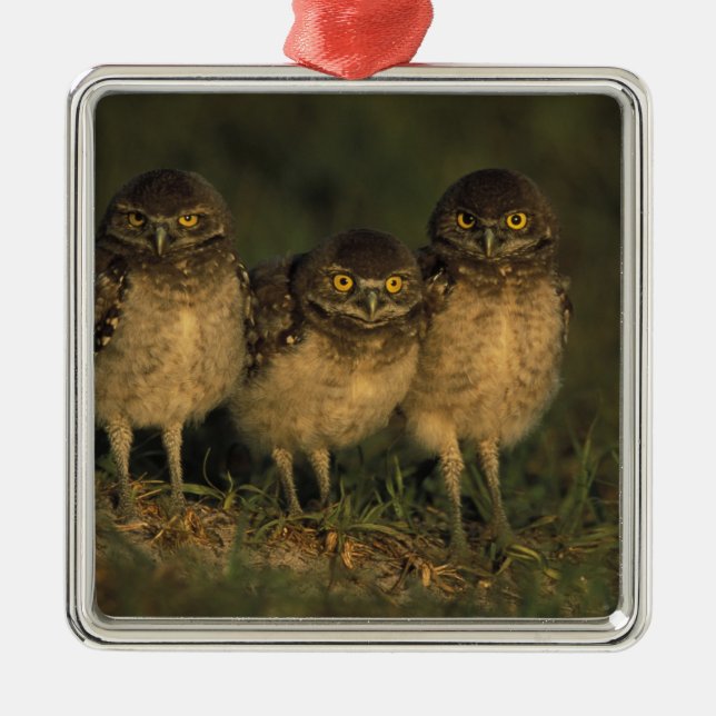 USA, Florida, Cape Coral. Three Burrowing Owls Metal Ornament (Front)