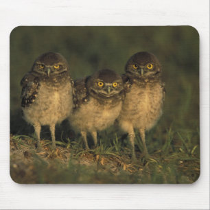 USA, Florida, Cape Coral. Three Burrowing Owls Mouse Pad