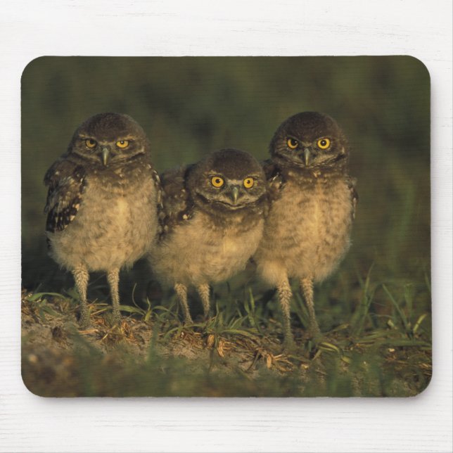 USA, Florida, Cape Coral. Three Burrowing Owls Mouse Pad (Front)