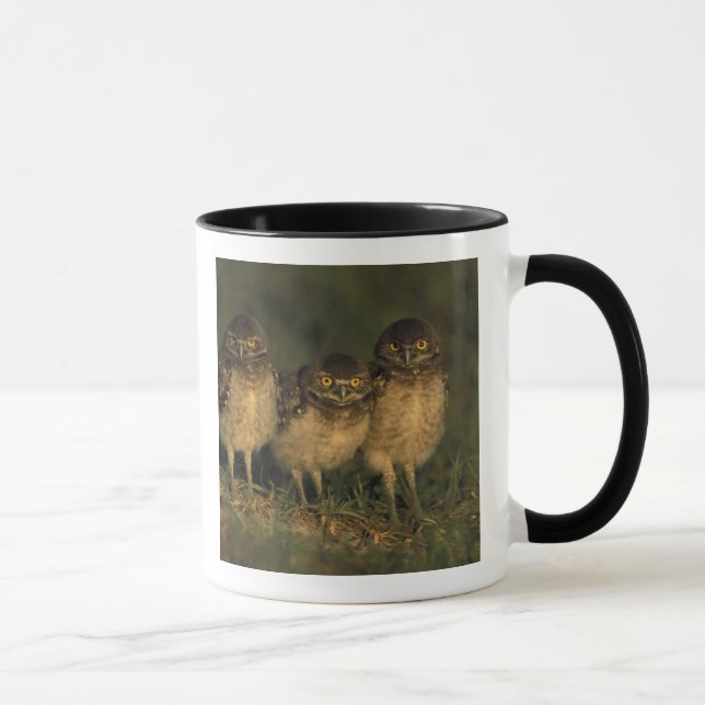 USA, Florida, Cape Coral. Three Burrowing Owls Mug (Right)