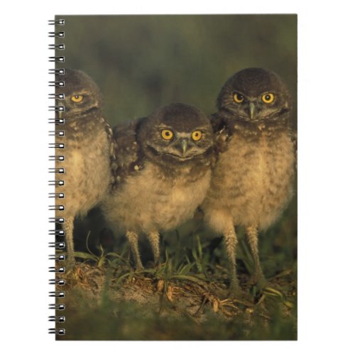 USA Florida Cape Coral Three Burrowing Owls Notebook