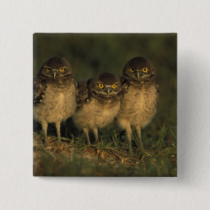 USA, Florida, Cape Coral. Three Burrowing Owls Pinback Button