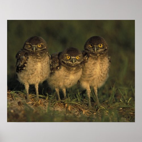 USA Florida Cape Coral Three Burrowing Owls Poster