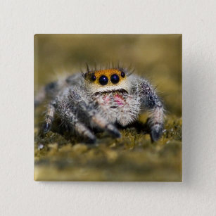 USA, Florida. Close-up of jumping spider. Credit Pinback Button