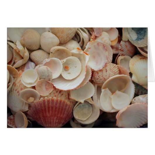 USA, Florida. Close Up Of Shells On Santa Rosa (Front Horizontal)