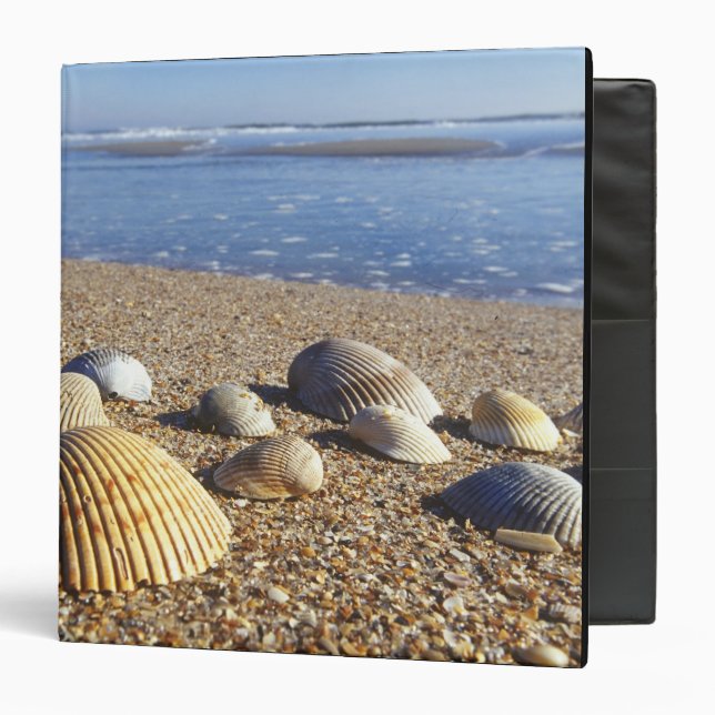 USA, Florida, Coastal Sea Shells 3 Ring Binder (Front/Inside)
