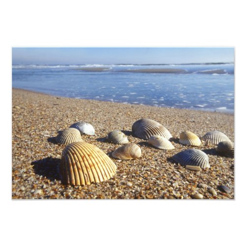 USA Florida Coastal Sea Shells Photo Print