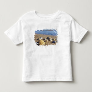 USA, Florida, Coastal Sea Shells Toddler T-shirt