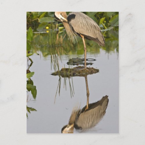 USA Florida Delray Beach Great blue heron Postcard