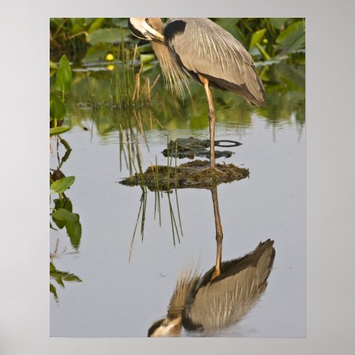 USA Florida Delray Beach Great blue heron Poster