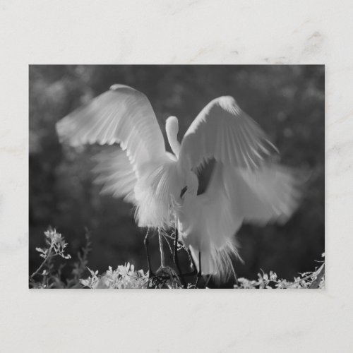 USA Florida Great Egret Ardea alba infrared 3 Postcard