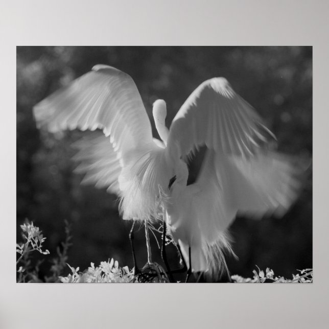 USA, Florida, Great Egret (Ardea alba) infrared 3 Poster (Front)