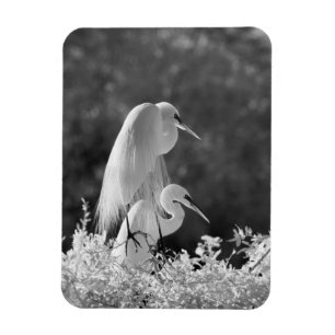 USA, Florida, Great Egret (Ardea alba) infrared Magnet