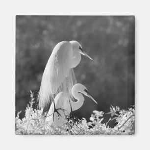 USA, Florida, Great Egret (Ardea alba) infrared Magnet