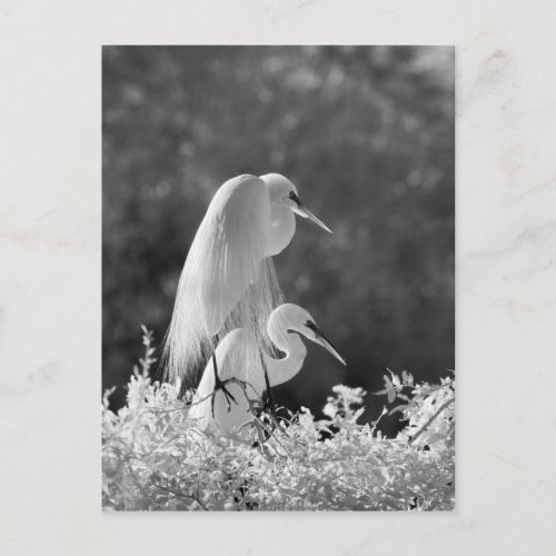 USA Florida Great Egret Ardea alba infrared Postcard