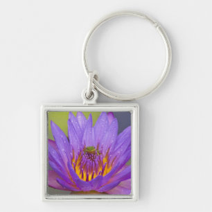 USA, Florida, Lake Kissimmee. Green leaf frog Keychain