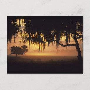USA, Florida, Lake Kissimmee. Sunrise silhouette Postcard