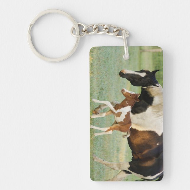 USA, Florida, Newborn Paint filly Keychain (Front)