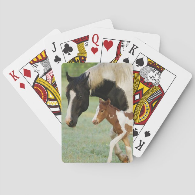 USA, Florida, Newborn Paint filly Poker Cards (Back)