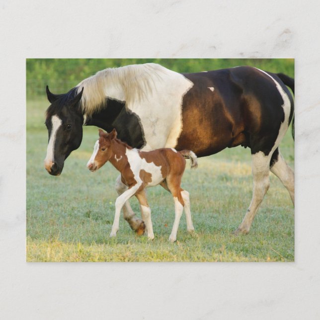 USA, Florida, Newborn Paint filly Postcard (Front)